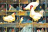 "Eggspectations"