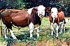 "T-Bone"