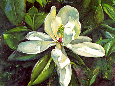 "Magnolia Blossom"