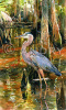 "Great Blue Heron II"